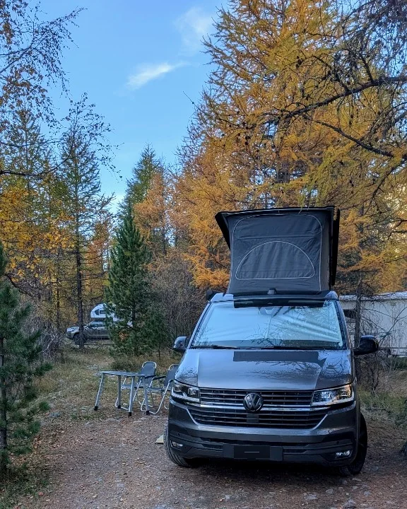 Joels VW T6.1 California Beach im herbstlichen Lärchenwald mit geöffnetem Aufstelldach